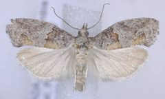 Epinotia pulsatillana by (c) Dave, some rights reserved (CC BY), uploaded by Dave. Used under a CC-BY license.