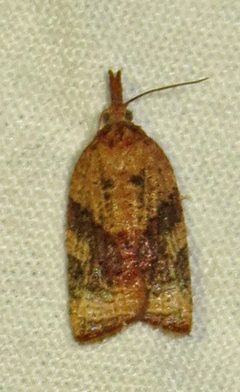 Platynota nigrocervina by (c) David Dodd, some rights reserved (CC BY), uploaded by David Dodd. Used under a CC-BY license.