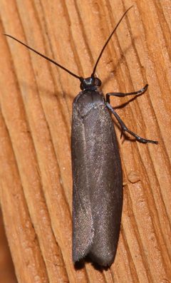 Urodidae by (c) Laura Gaudette, some rights reserved (CC BY), uploaded by Laura Gaudette. Used under a CC-BY license.