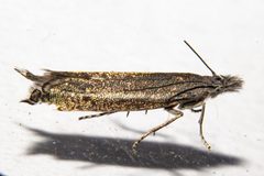 Glyphipteriginae by no rights reserved, uploaded by Carey_Knox_Southern_Scales. Used under a CC0 license.