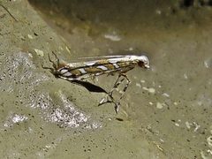 Acrocercops albinatella by (c) Annika Lindqvist, some rights reserved (CC BY), uploaded by Annika Lindqvist. Used under a CC-BY license.