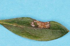 Caloptilia azaleella by (c) ingridaltmann, some rights reserved (CC BY). Used under a CC-BY license.