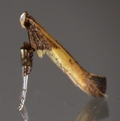 Caloptilia azaleella by (c) Nick Block, some rights reserved (CC BY), uploaded by Nick Block. Used under a CC-BY license.