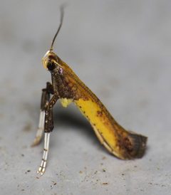Caloptilia azaleella by (c) Nick Block, some rights reserved (CC BY), uploaded by Nick Block. Used under a CC-BY license.
