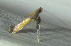 Caloptilia azaleella by no rights reserved, uploaded by kcthetc1. Used under a CC0 license.