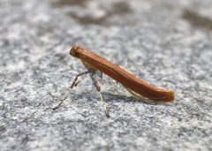 Caloptilia invariabilis by (c) brendanboyd, some rights reserved (CC BY). Used under a CC-BY license.