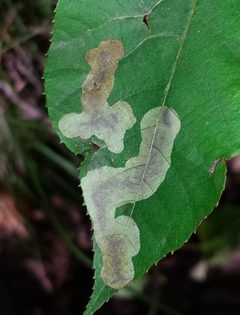 Cameraria caryaefoliella by (c) Even Dankowicz, some rights reserved (CC BY), uploaded by Even Dankowicz. Used under a CC-BY license.
