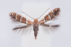 Cameraria obstrictella by (c) Antoine Guiguet, some rights reserved (CC BY), uploaded by Antoine Guiguet. Used under a CC-BY license.