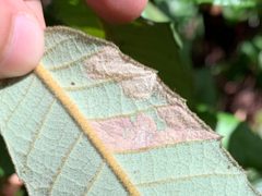 Phyllonorycter leucothorax by (c) Neal Kelso, some rights reserved (CC BY), uploaded by Neal Kelso. Used under a CC-BY license.
