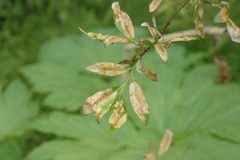 Micrurapteryx salicifoliella by (c) Syd Cannings, some rights reserved (CC BY), uploaded by Syd Cannings. Used under a CC-BY license.