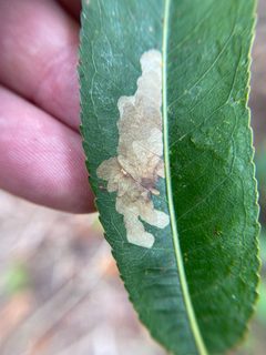 Micrurapteryx salicifoliella by (c) David George, some rights reserved (CC BY), uploaded by David George. Used under a CC-BY license.