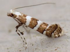 Marmara fasciella by (c) Nick Block, some rights reserved (CC BY), uploaded by Nick Block. Used under a CC-BY license.