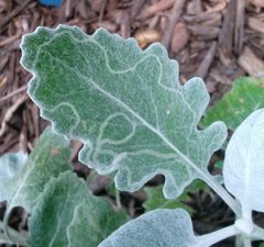 Phyllocnistis insignis by (c) Even Dankowicz, some rights reserved (CC BY), uploaded by Even Dankowicz. Used under a CC-BY license.