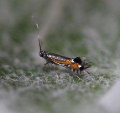 Phyllocnistis insignis by (c) Even Dankowicz, some rights reserved (CC BY), uploaded by Even Dankowicz. Used under a CC-BY license.