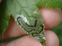 Phyllocnistis liquidambarisella by (c) John Abrams, some rights reserved (CC BY), uploaded by John Abrams. Used under a CC-BY license.