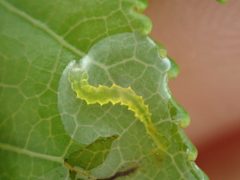 Phyllocnistis liquidambarisella by (c) John Abrams, some rights reserved (CC BY), uploaded by John Abrams. Used under a CC-BY license.