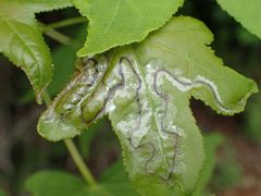 Phyllocnistis liquidambarisella by (c) John P Friel, some rights reserved (CC BY), uploaded by John P Friel. Used under a CC-BY license.