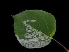 Phyllocnistis populiella by (c) Justin Paulin, some rights reserved (CC BY), uploaded by Justin Paulin. Used under a CC-BY license.