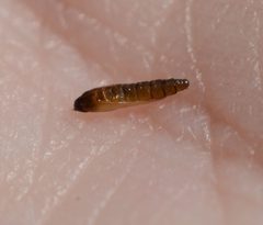 Phyllocnistis populiella by (c) Alison Northup, some rights reserved (CC BY), uploaded by Alison Northup. Used under a CC-BY license.