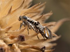 Lithariapteryx abroniaeella by (c) Elliott Gordon, some rights reserved (CC BY), uploaded by Elliott Gordon. Used under a CC-BY license.