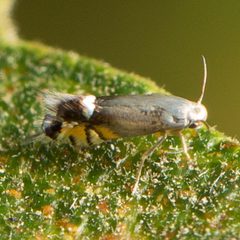 Coptodisca powellella by (c) Ken-ichi Ueda, some rights reserved (CC BY), uploaded by Ken-ichi Ueda. Used under a CC-BY license.
