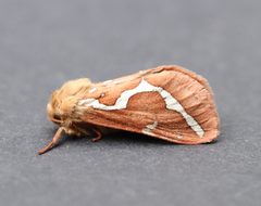 Gazoryctra novigannus by (c) Jason Grant, some rights reserved (CC BY), uploaded by Jason Grant. Used under a CC-BY license.