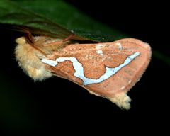 Gazoryctra novigannus by (c) Doug Macaulay, some rights reserved (CC BY), uploaded by Doug Macaulay. Used under a CC-BY license.