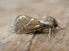 Korscheltellus lupulina by (c) Donald Hobern, some rights reserved (CC BY). Used under a CC-BY license.