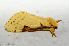 Sthenopis thule by (c) Henrique Pacheco, some rights reserved (CC BY), uploaded by Henrique Pacheco. Used under a CC-BY license.