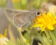 Atrytonopsis pittacus by (c) Roger Rittmaster, some rights reserved (CC BY), uploaded by Roger Rittmaster. Used under a CC-BY license.