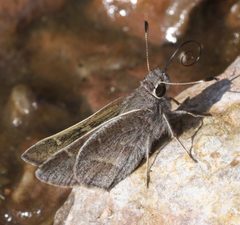 Atrytonopsis pittacus by (c) Andrew Meeds, some rights reserved (CC BY), uploaded by Andrew Meeds. Used under a CC-BY license.