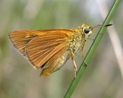 Euphyes berryi by (c) Roger Rittmaster, some rights reserved (CC BY), uploaded by Roger Rittmaster. Used under a CC-BY license.