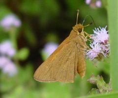 Euphyes pilatka by (c) pondhawk, some rights reserved (CC BY). Used under a CC-BY license.