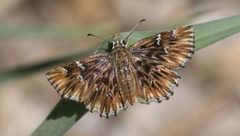 Celotes nessus by (c) Graham Toal, some rights reserved (CC BY). Used under a CC-BY license.