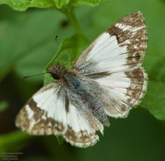 Heliopetes macaira by (c) John Rosford, some rights reserved (CC BY), uploaded by John Rosford. Used under a CC-BY license.