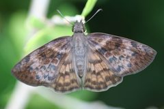 Timochares ruptifasciata by (c) Anne Toal, some rights reserved (CC BY). Used under a CC-BY license.