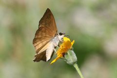 Timochares ruptifasciata by (c) Anne Toal, some rights reserved (CC BY). Used under a CC-BY license.