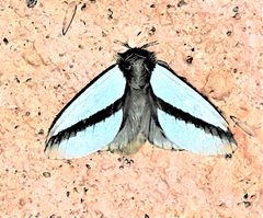 Poecilocampinae by (c) Gerry van Tonder, some rights reserved (CC BY), uploaded by Gerry van Tonder. Used under a CC-BY license.