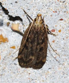 Martyringa by (c) Andy Reago & Chrissy McClarren, some rights reserved (CC BY). Used under a CC-BY license.