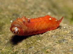 Parasa chloris by (c) Katja Schulz, some rights reserved (CC BY). Used under a CC-BY license.