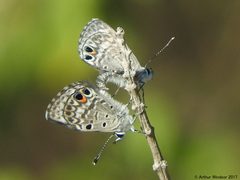 Cyclargus thomasi by (c) Arthur Windsor, some rights reserved (CC BY). Used under a CC-BY license.