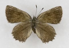 Callophrys fotis by no rights reserved, uploaded by Robbie Hannawacker. Used under a CC0 license.