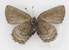 Callophrys fotis by no rights reserved, uploaded by Robbie Hannawacker. Used under a CC0 license.