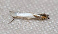 Lyonetia latistrigella by (c) Nick Block, some rights reserved (CC BY), uploaded by Nick Block. Used under a CC-BY license.