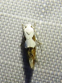 Mompha circumscriptella by (c) Annika Lindqvist, some rights reserved (CC BY), uploaded by Annika Lindqvist. Used under a CC-BY license.