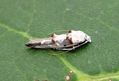 Mompha claudiella by (c) Doug Macaulay, some rights reserved (CC BY), uploaded by Doug Macaulay. Used under a CC-BY license.