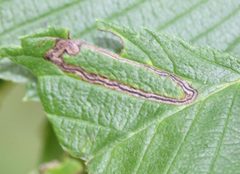 Stigmella apicialbella by (c) Even Dankowicz, some rights reserved (CC BY), uploaded by Even Dankowicz. Used under a CC-BY license.