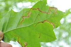 Stigmella quercipulchella by (c) Roger Rittmaster, some rights reserved (CC BY), uploaded by Roger Rittmaster. Used under a CC-BY license.