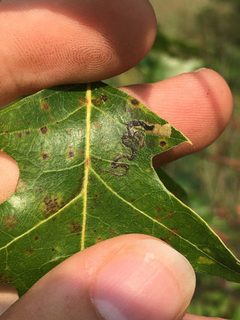 Stigmella saginella by (c) gonodactylus, some rights reserved (CC BY), uploaded by gonodactylus. Used under a CC-BY license.