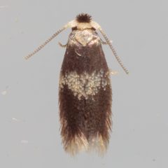 Stigmella saginella by (c) Victor Engel, some rights reserved (CC BY), uploaded by Victor Engel. Used under a CC-BY license.